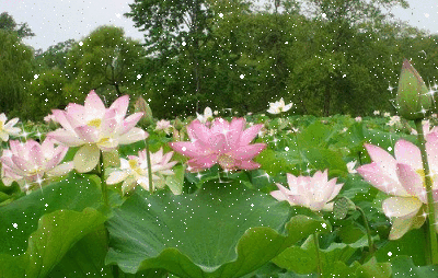 lotus-sparkles