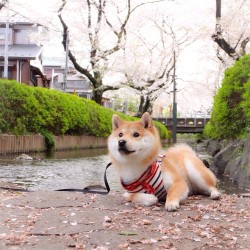 sweetshibes:  web.stagram.com