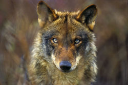 wolveswolves:Iberian wolf (Canis lupus signatus) by Jorge Sierra  