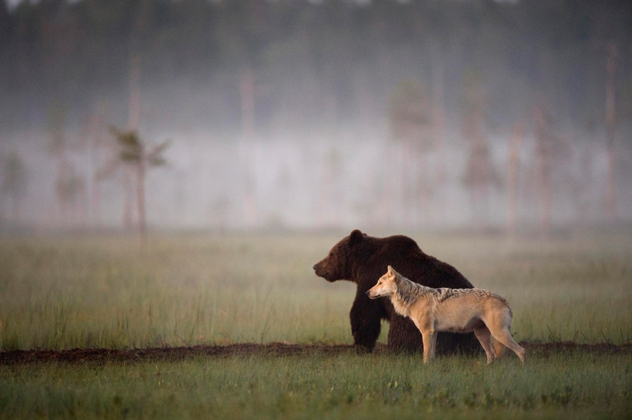 vmagazine:  Somewhere in the wilderness of Northern Finland a male bear and female