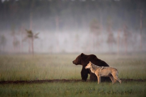 vmagazine:  Somewhere in the wilderness of Northern Finland a male bear and female wolf strikes up an unlikely friendship, each evening after a hard-day’s hunting this pair could be seen sharing dinner together while enjoying the sunset. Between the