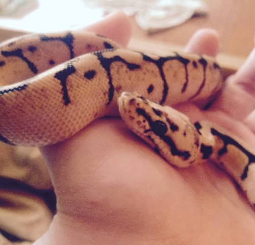 william-snekspeare:Morning from the nuggetGod LOOK how baby Monty was!!