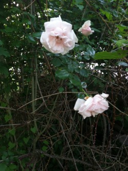 blewm:blewm:  grandma’s roses uwu  im really glad this got notes because my grandmother died last year and my grandpa died 3 days ago and i went to their house with my mom 2 days ago and her rose bush was in full bloom and amazing and i havent seen