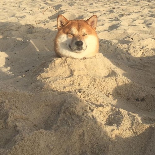 Porn Pics absolutedoge:  How to grow shibes 