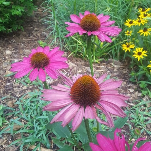 A few new moments from the Cottage Garden today. Literally snapped a few pics while rushing out the 