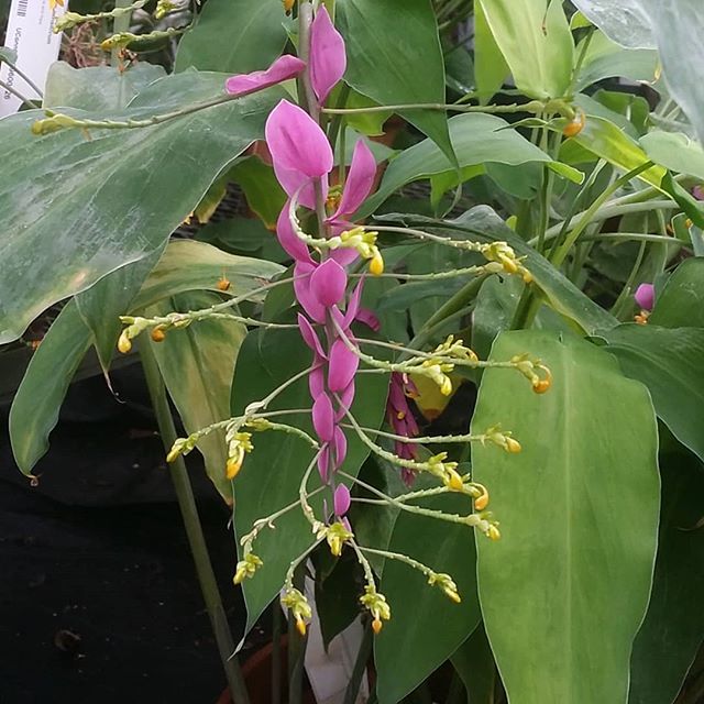 Dancing Girl, Globba winitii, to brighten up a showery Monday afternoon. This Thailand native is a member of the ginger family.
#UConn #Botany #Biodiversity — view on Instagram...