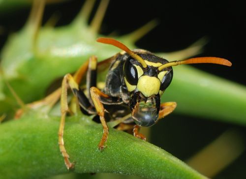 European paper wasp (Polistes dominula)The European paper wasp is one of the most common and well-kn