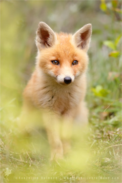 Fox behind the Ferns by thrumyeye 