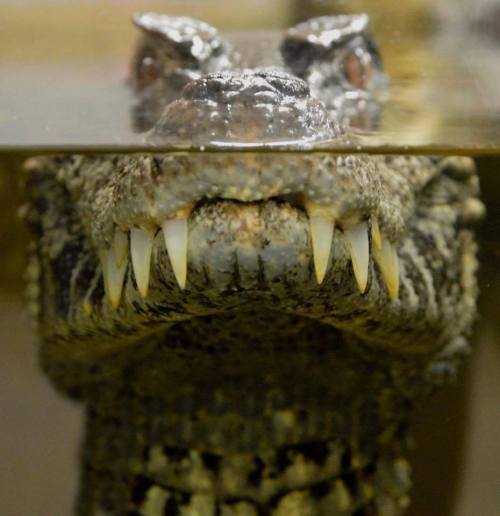 scales-and-fangs:Smile! :)Source