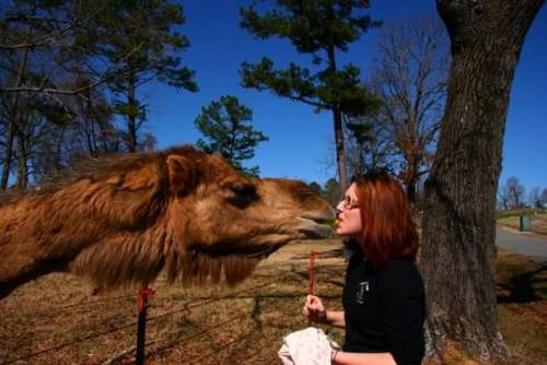 explodinggirl:Heifer Ranch in Perryville, Arkansas is where I gained my love of gardening and animal