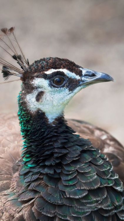 Peahen, peacock, muzzle, bird, 720x1280 wallpaper @wallpapersmug : https://ift.tt/2FI4itB - https://