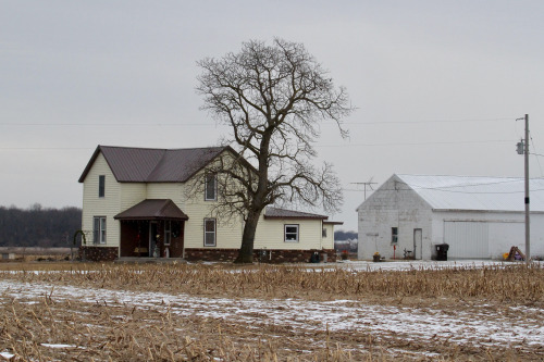 highways-are-liminal-spaces:Cranes overwintering in Jasper County, Indiana