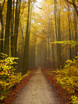 brutalgeneration:  Autumn in the Forest (by