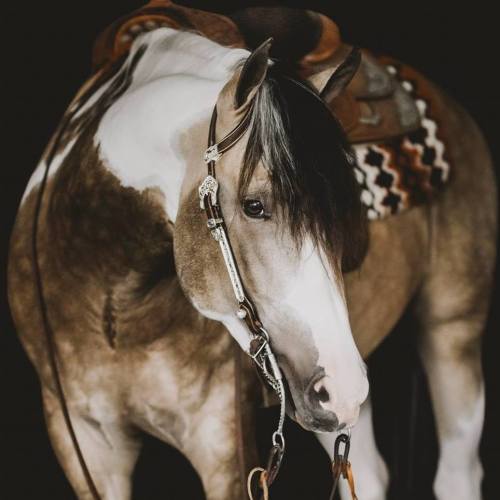 scarlettjane22:     SHR QTs DiamondCutter.    with Giana Terranova Photography   Secret Hills Ranch