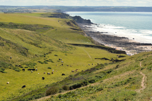 mycornishplace:Coastal pastures near Bude