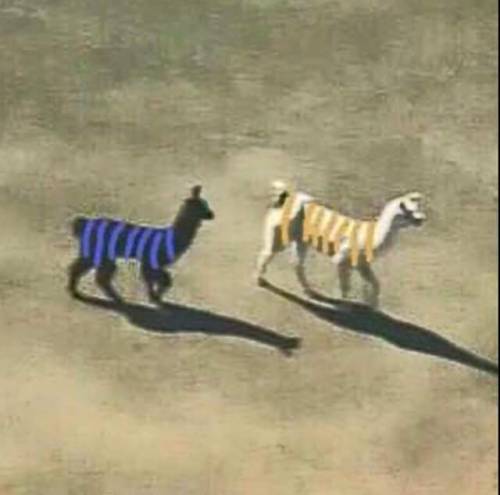 anahojaelita:  Llama Whats color is ThE dress!!!!!!!???????