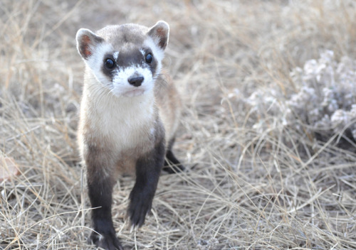 Hi there!This little critter is the black-footed ferret. This endangered species was thought to be e