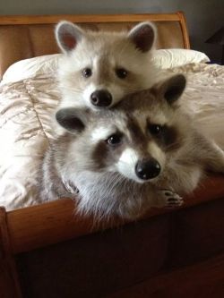 haxardagron:  awwww-cute:  My in-laws have raccoons  I want raccoons… 