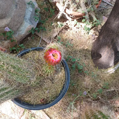 More Blooms And Doggies Enjoying Them