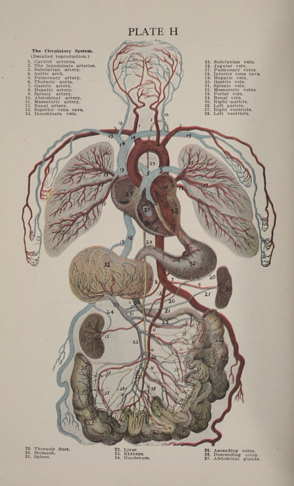 The circulatory system. Macfadden's Encyclopedia of physical culture. v.1. 1920. Internet Archive
