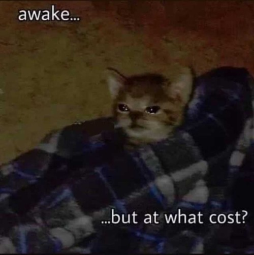 The Witcher Characters As Cat Memes I Had On My Phone: