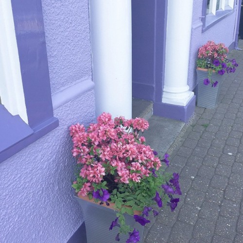 kaylahadlington:  i wanna live in a cute lilac house