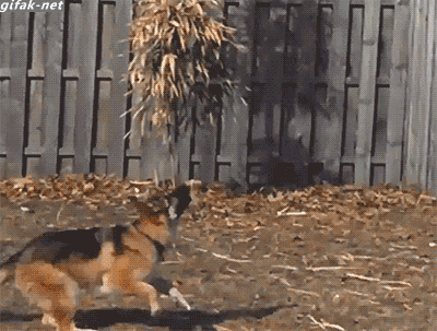 Animated Gifs