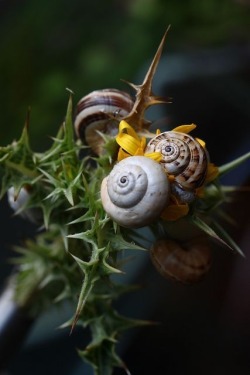 farmwitch:some fave snails 🐌