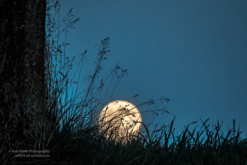 mill24-ph:Full Moon Rising: Flamborough, Ontario, Canada