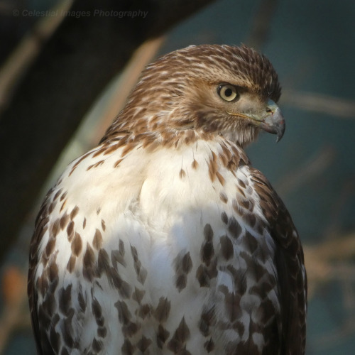 Red-tailed hawk (Buteo jamaicensis)January 13, 2021Southeastern Pennsylvania