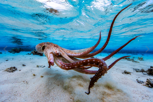 thelovelyseas:An octopus in the Mayotte lagoon byGaby Barathieu