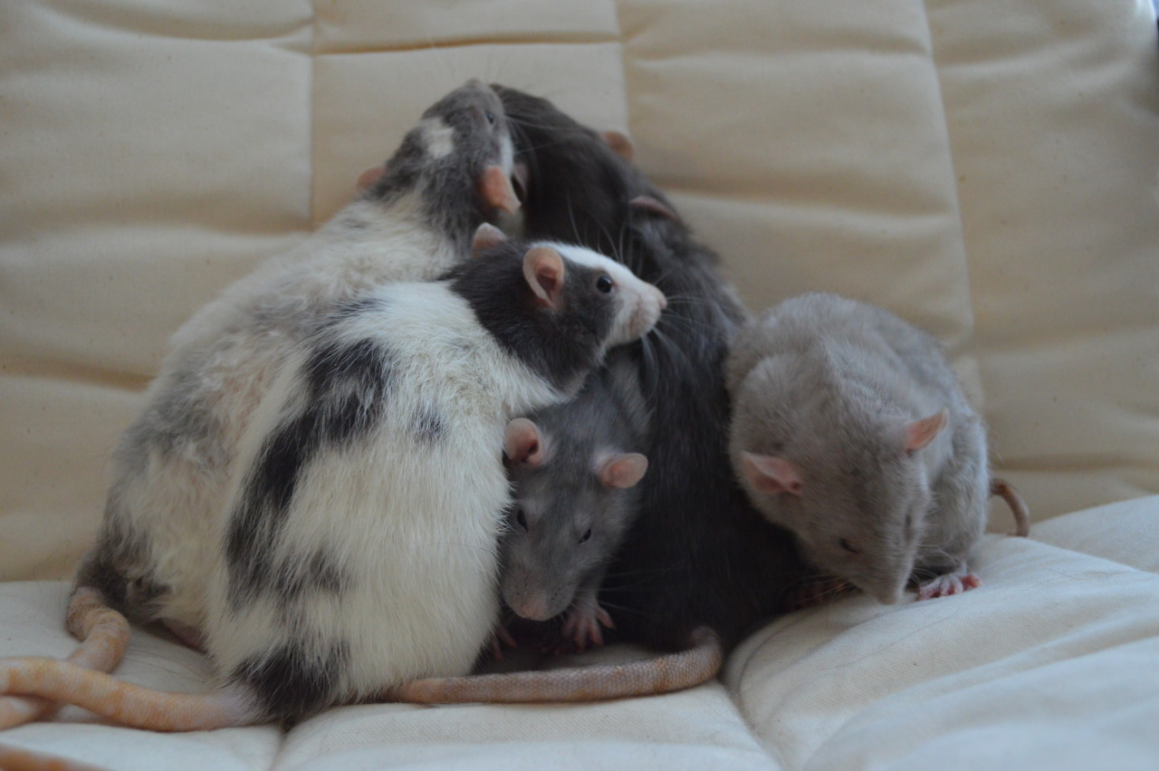 karasratworld:  &ldquo;Ooh is this a new chair!? We should explore&rdquo;