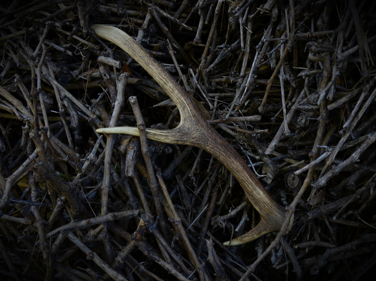 alva-howl: Antler. 