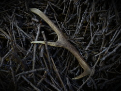 Alva-Howl: Antler. 