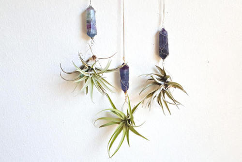 Airplant Display // FalconandFinch
