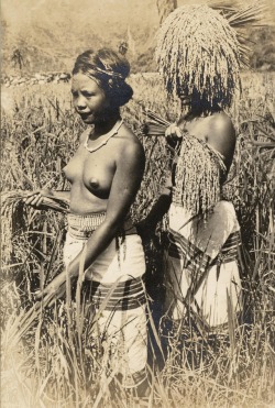 Two Cordillera girls harvesting rice.   Via