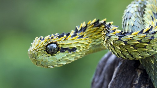 thepredatorblog: citizen-naught: Atheris hispida also known as the Hairy Bush Viper, or Rough-scaled