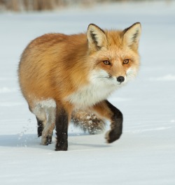 beautiful-wildlife:  Red Fox by Jocelyn