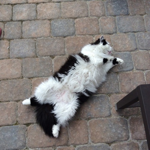 theoreocat: Fluffy belleh. porn pictures