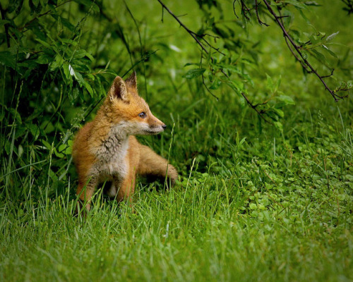 Red Fox Pup by Joe Kelly