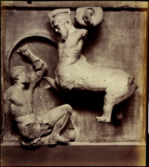 hismarmorealcalm:Object from the British Museum  Sculptural fragment from the Parthenon Photogr