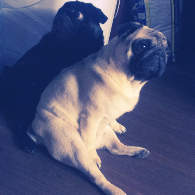 ilovepugs4ever:  Follow Dog Quotes.