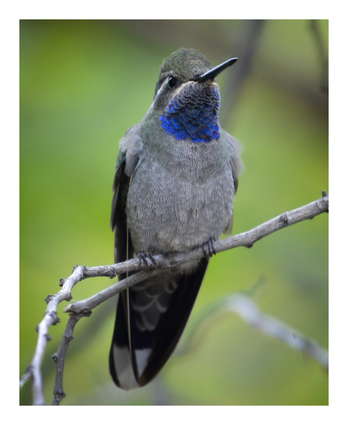 Blue-throated mountain-gem hummingbird / colibrí garganta azul (Lampornis clemenciae). A