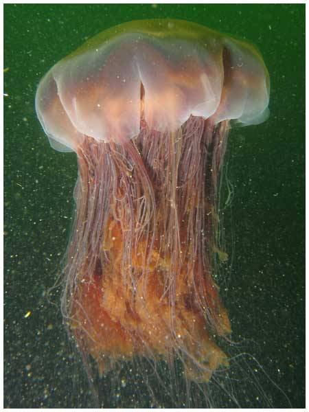 ultrafacts:  It can grow up to 120 feet long.(Fact Source)Click HERE for more Ultrafacts