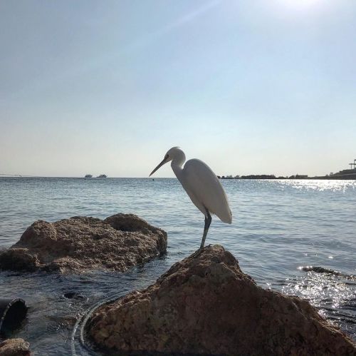 Цаплябля! #birds #heron #heronbird #egypt #redsea #africa (at Felfela Beach, Hurghada) https://www.i