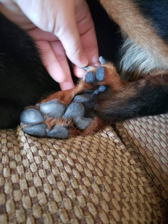 arsanatomica: Okay, I’ve really missed talking about teratology. These dogs have