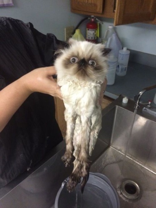 gif-guy:  Other Funny Gifs http://gif-guy.tumblr.com/  I’ve had enough of your shit hooman!!