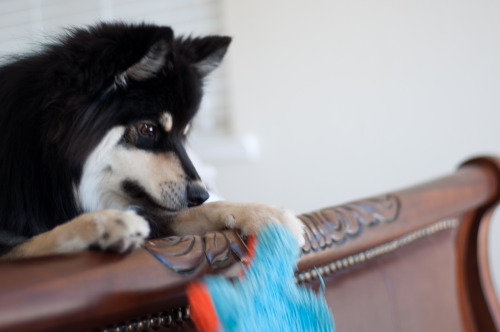 I got one of my favorite toys… I’m looking out the window… I’m enjoying the sun&hellip