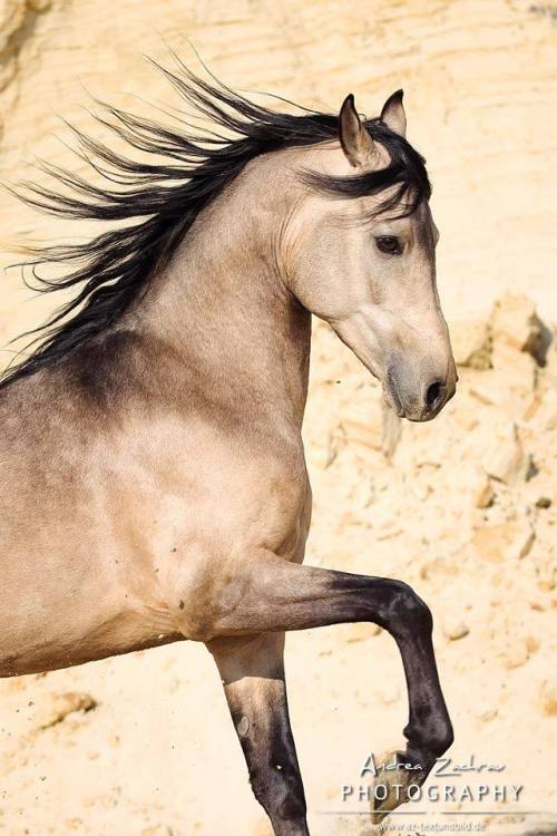 scarlettjane22:  PrH Riverdance PBA Arab Approved German Riding Pony (Rheingold x Pysches Ambassador