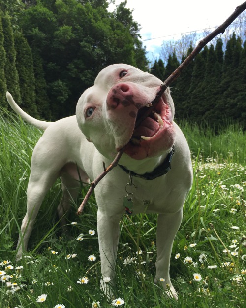 psilocybinspores:  My happy lil pitbull 